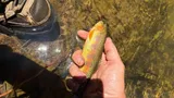 Golden Trout, photographed in California