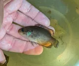 Mud Sunfish, photographed in North Carolina