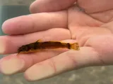 Ozark Madtom, photographed in Arkansas