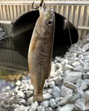 Sandhills Chub, photographed in North Carolina