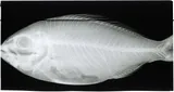 Black Snapper