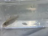 Rainwater Killifish, photographed in Louisiana