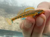 Spangled Darter, photographed in Tennessee