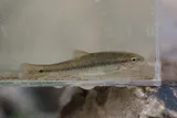 Hornyhead Chub, photographed in Wisconsin