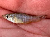 Diamond Killifish, photographed in Florida
