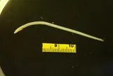 Speckled Worm Eel, photographed in Texas