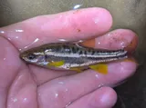 Mountain Redbelly Dace, photographed in Virginia