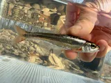 Duskystripe Shiner, photographed in Arkansas