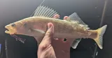 Walleye, photographed in Michigan