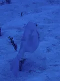Scrawled Cowfish, photographed in West Bay