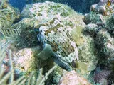 Balloonfish, photographed in West Bay