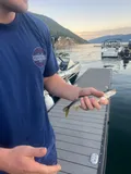 Northern Pikeminnow, photographed in British Columbia