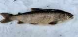 Lake Trout, photographed in Ontario