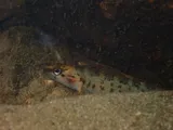Tuskaloosa Darter, photographed in Alabama