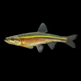 Redside Dace, photographed in Ohio