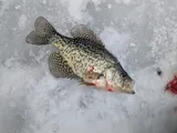 Black Crappie, photographed in Michigan