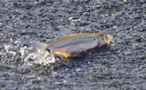 Surf Smelt, photographed in British Columbia
