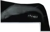 Cuban Dogfish