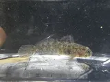 Code Goby, photographed in Florida