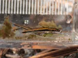 Lake Chubsucker, photographed in Florida