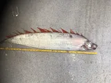 Dealfish, photographed in Viken