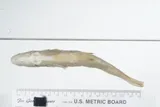 Sharpfin Chubsucker, photographed in Alabama