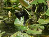 Black Acara, photographed in Florida