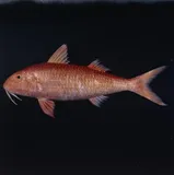 Rosy Goatfish, photographed in Hawaii