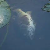 Largemouth Bass, photographed in Florida