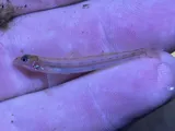Naked Sand Darter, photographed in Louisiana
