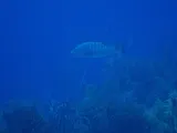 Cubera Snapper, photographed in Bonaire
