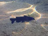 Headwater Catfish, photographed in Texas
