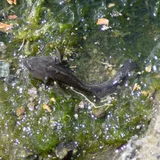 Shimofuri Goby, photographed in California