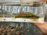 Cumberland Snubnose Darter, photographed in Tennessee