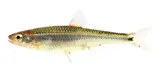 Tennessee Shiner, photographed in Virginia