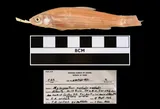 Western Silvery Minnow, photographed in Alberta (Prov.)