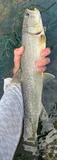 Bull Trout, photographed in British Columbia