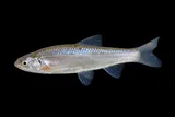 Rio Grande Silvery Minnow, photographed in New Mexico
