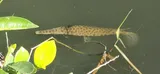 Florida Gar, photographed in Florida