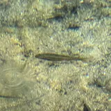 Southern Redbelly Dace, photographed in Missouri