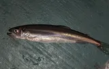 Rainbow Smelt, photographed in Ontario