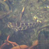 Chameleon Goby, photographed in California