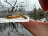 Rosefin Shiner, photographed in Virginia