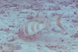Rosy Goatfish, photographed in Northern