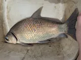 Smallmouth Buffalo, photographed in Mississippi