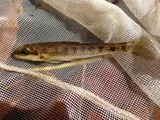 Blotched Chub, photographed in Tennessee