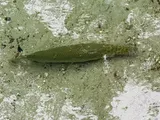 Florida Gar, photographed in Florida