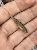 Orangethroat Darter, photographed in Missouri
