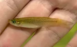 Southern Starhead Topminnow, photographed in Texas
