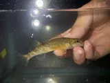 Arkansas Saddled Darter, photographed in Arkansas